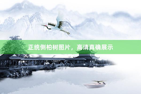 正统侧柏树图片，高清真确展示