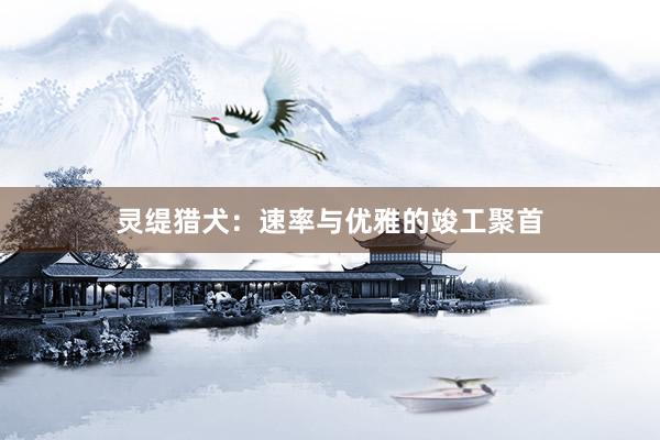 灵缇猎犬：速率与优雅的竣工聚首